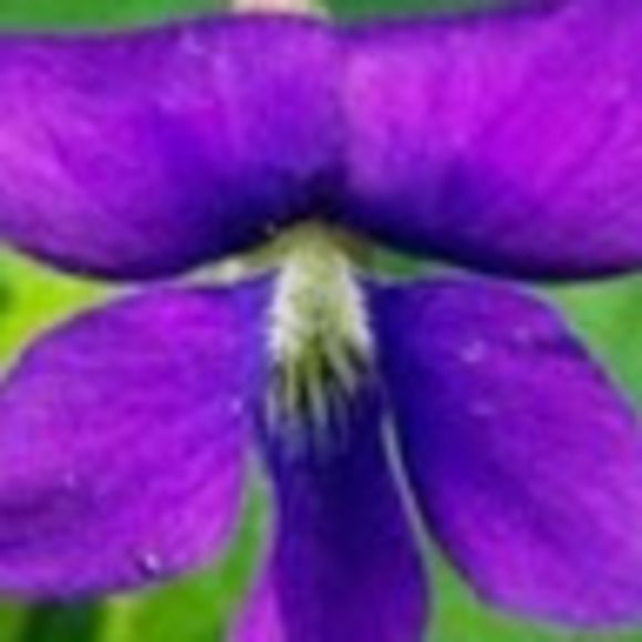 Meet your Posher, Karen - Picture 1 of 1